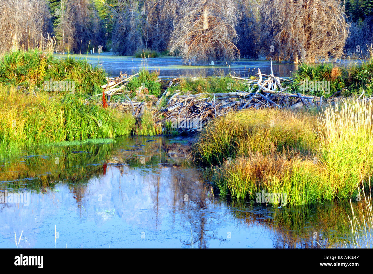 Barrage de castor et lodge, Grand Teton National Park Banque D'Images