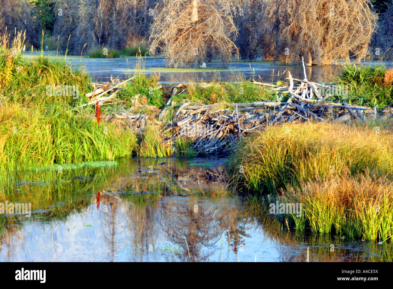 Barrage de castor et lodge, Grand Teton National Park Banque D'Images