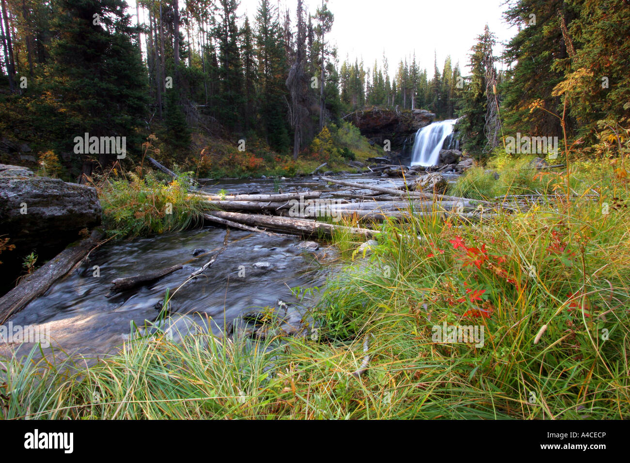 Moose falls, parc national de Yellowstone Banque D'Images
