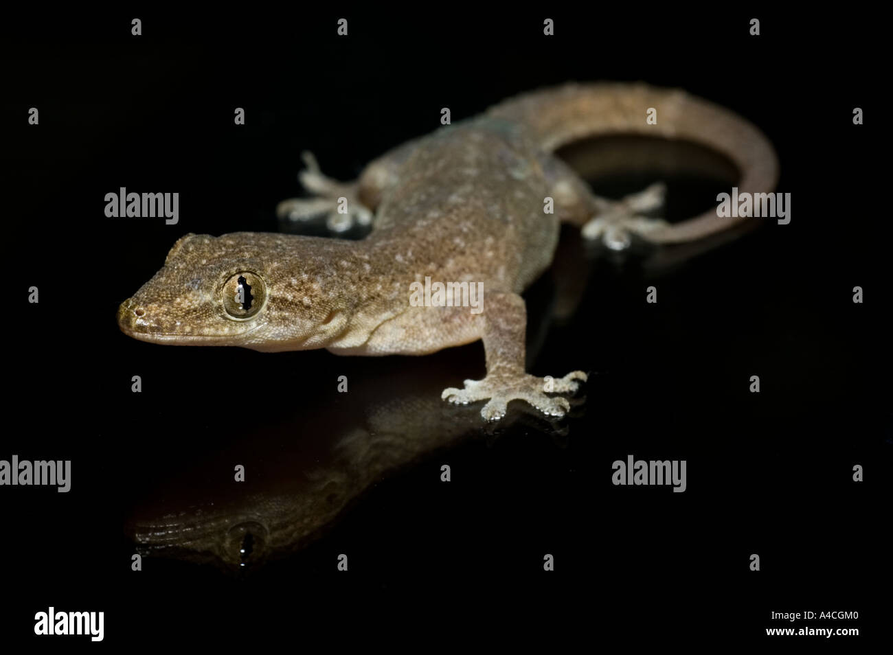 Chambre asiatique Gecko Banque D'Images