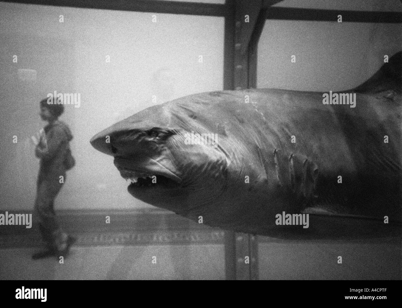 L'impossibilité physique de la mort dans l'esprit de quelqu'un vivant par Damien Hirst Banque D'Images