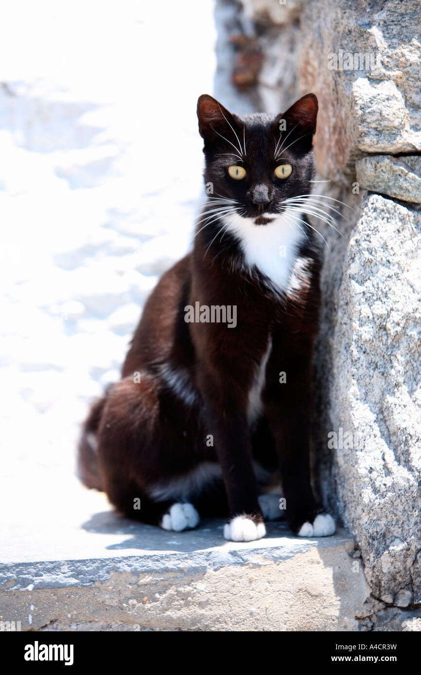 Chat noir et blanc Banque D'Images