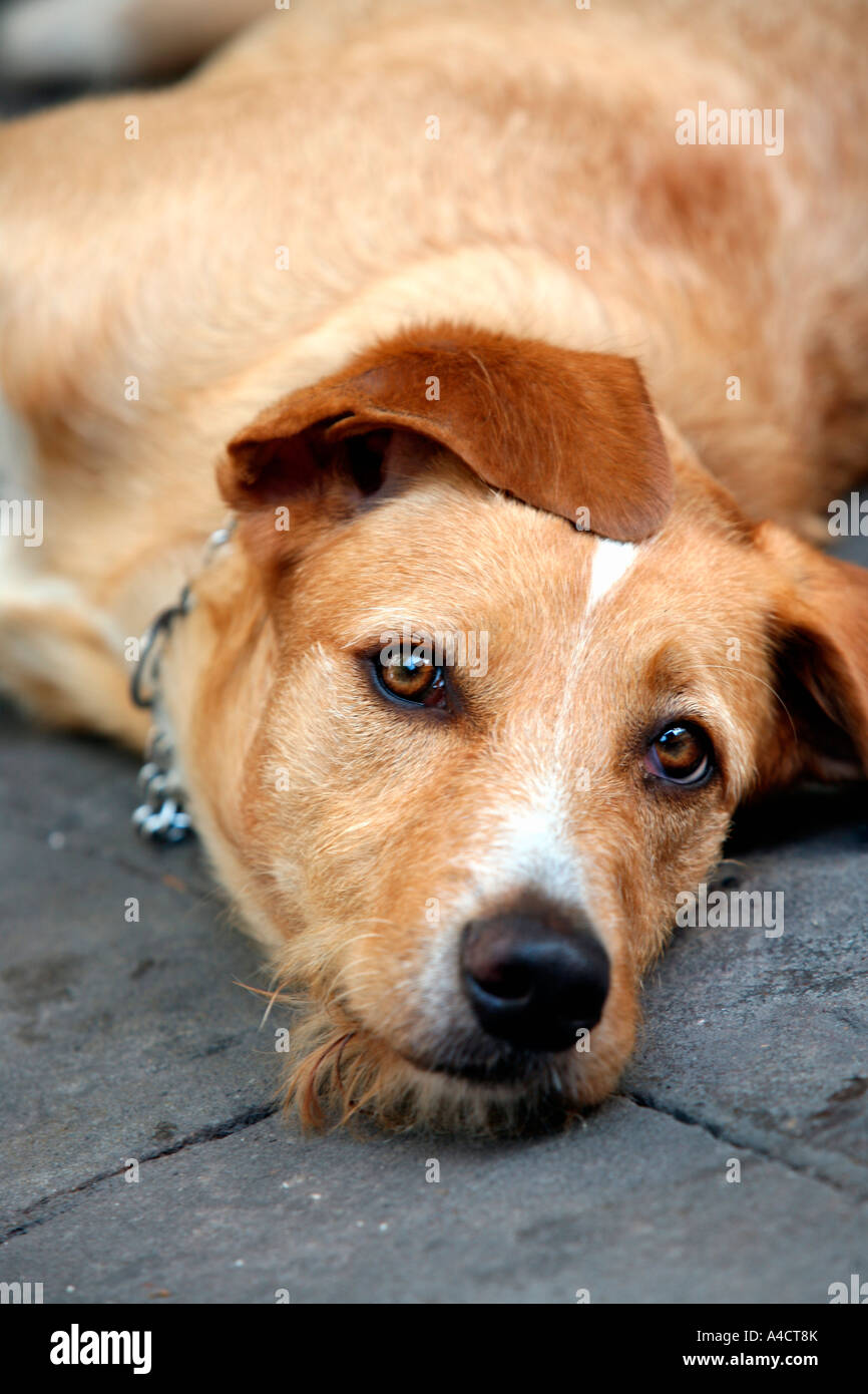 Gros plan du chien couché Banque D'Images