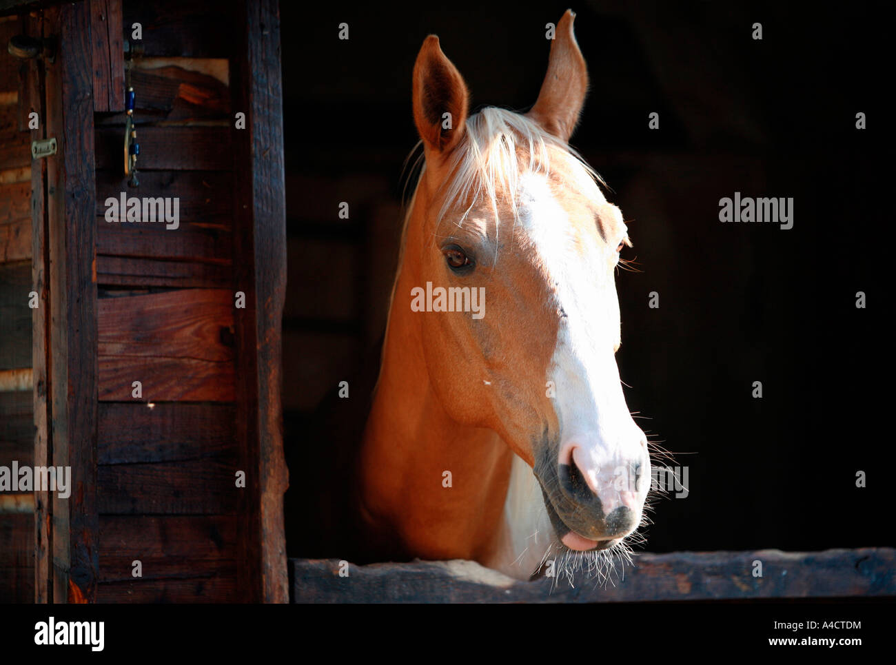 Gros plan du cheval Banque D'Images