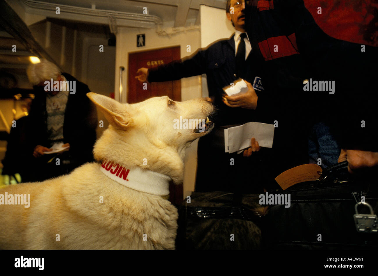 Chien Renifleur CONTRÔLE DES BAGAGES DES SMOKESTOPPERS CACHÉE POUR LE TABAC QU'ILS embarquent pour l'île de LUNDY MS OLDENBURG. Banque D'Images