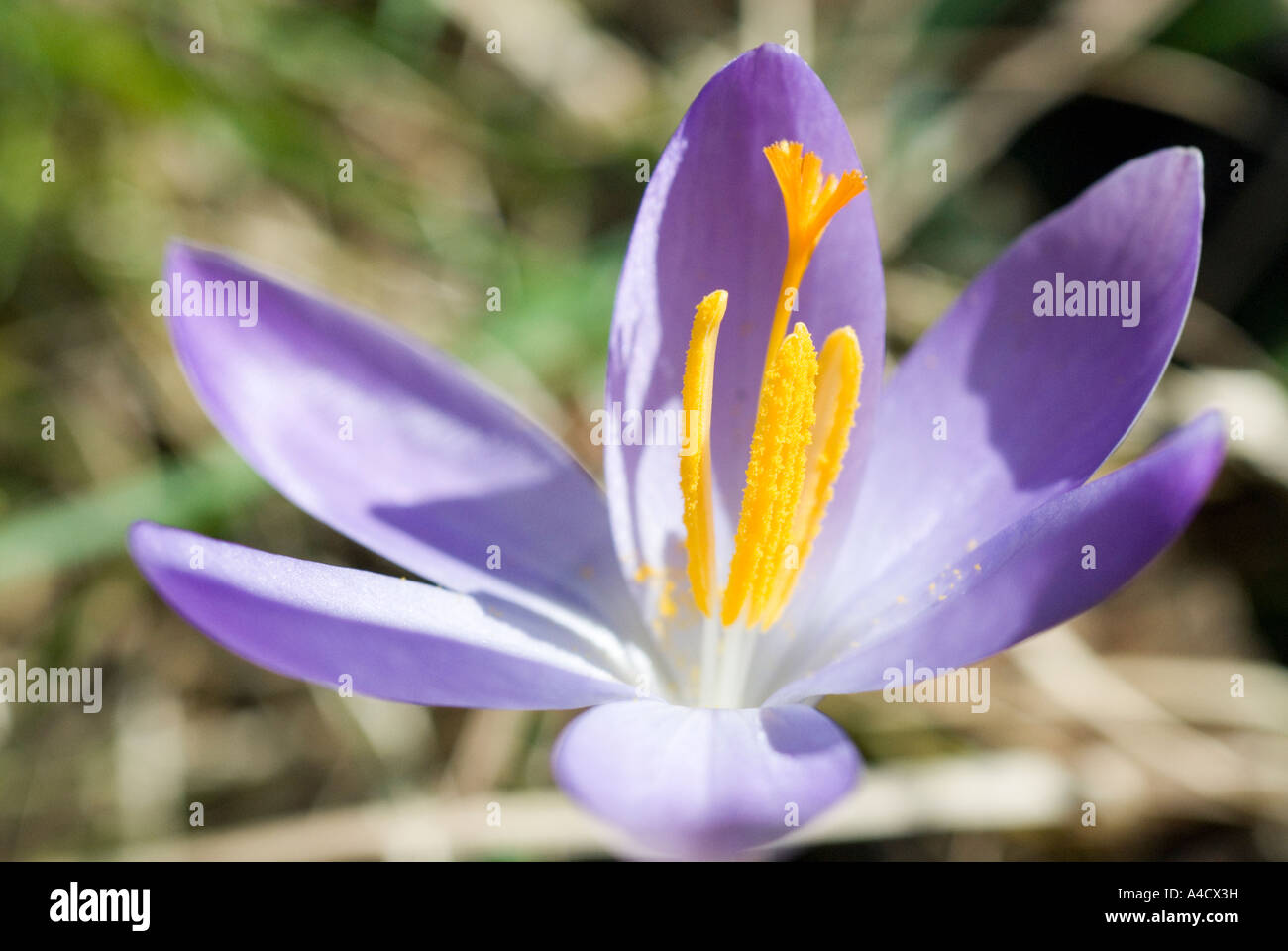 Au printemps lilas sauvages Crocus vernus Crocus vernus Banque D'Images