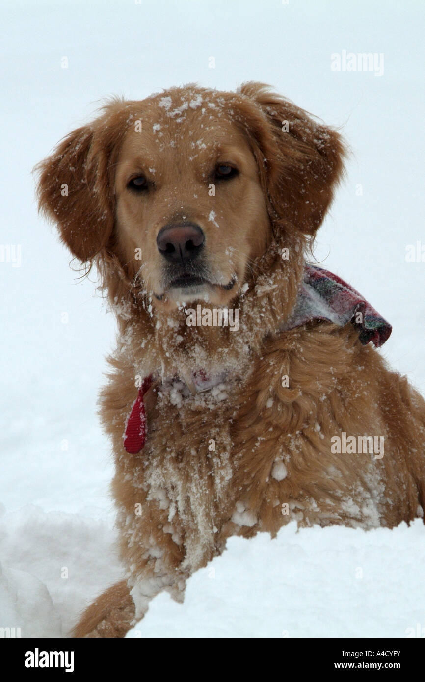 Golden Retriever (Canis lupus familiaris) dans la neige Banque D'Images