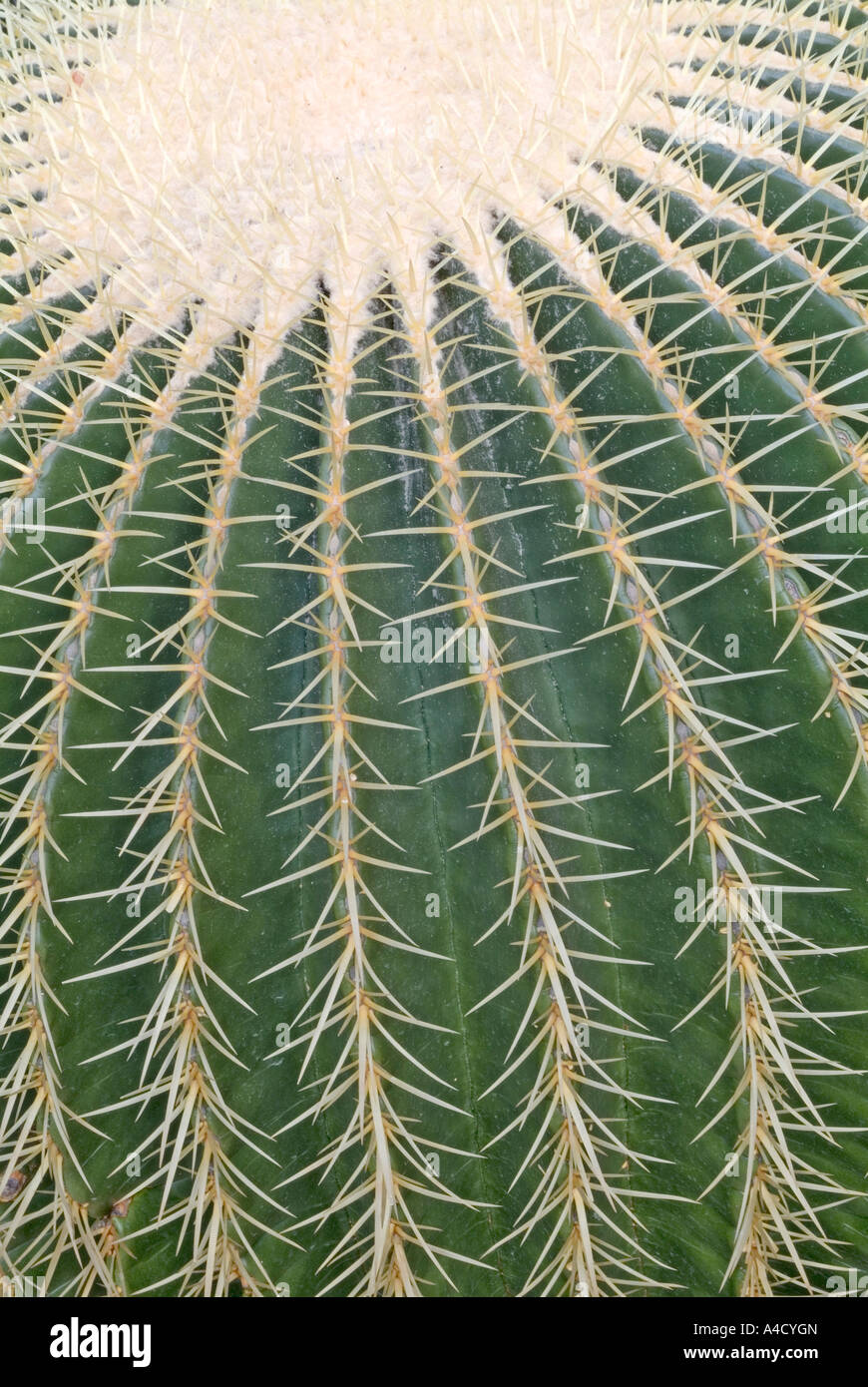Golden Barrel Cactus (bateau à quille), close up d'épines Banque D'Images