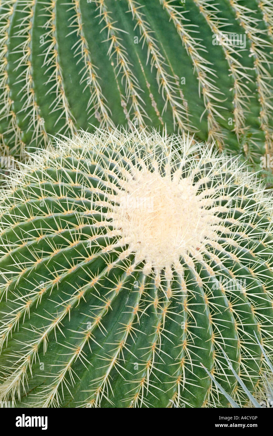 Golden Barrel Cactus (bateau à quille), close up Banque D'Images