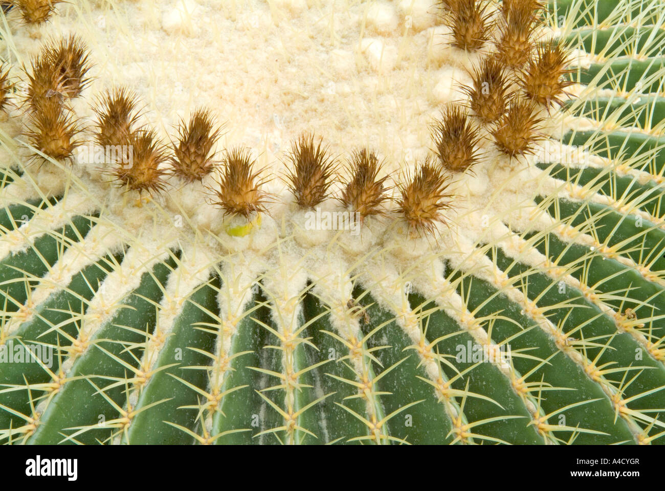 Golden Barrel Cactus (bateau à quille), close up d'épines Banque D'Images