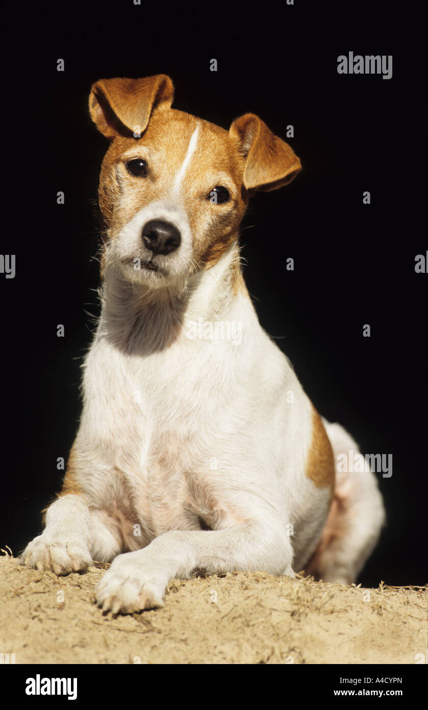 Parson Jack Russell Terrier (Canis lupus familiaris), mensonge mâle. Banque D'Images