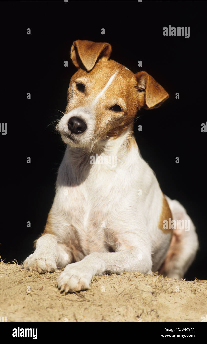 Parson Jack Russell Terrier (Canis lupus familiaris), mensonge mâle. Banque D'Images