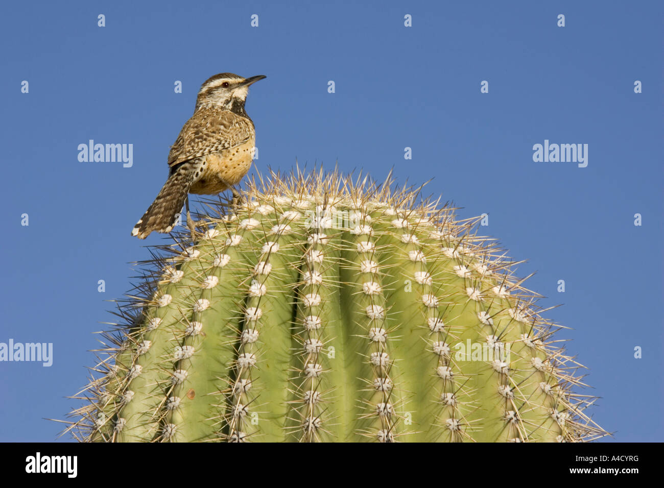 (Campylorhynchus brunneicapillus Cactus Wren) perché sur Saguaro Cactus. Banque D'Images