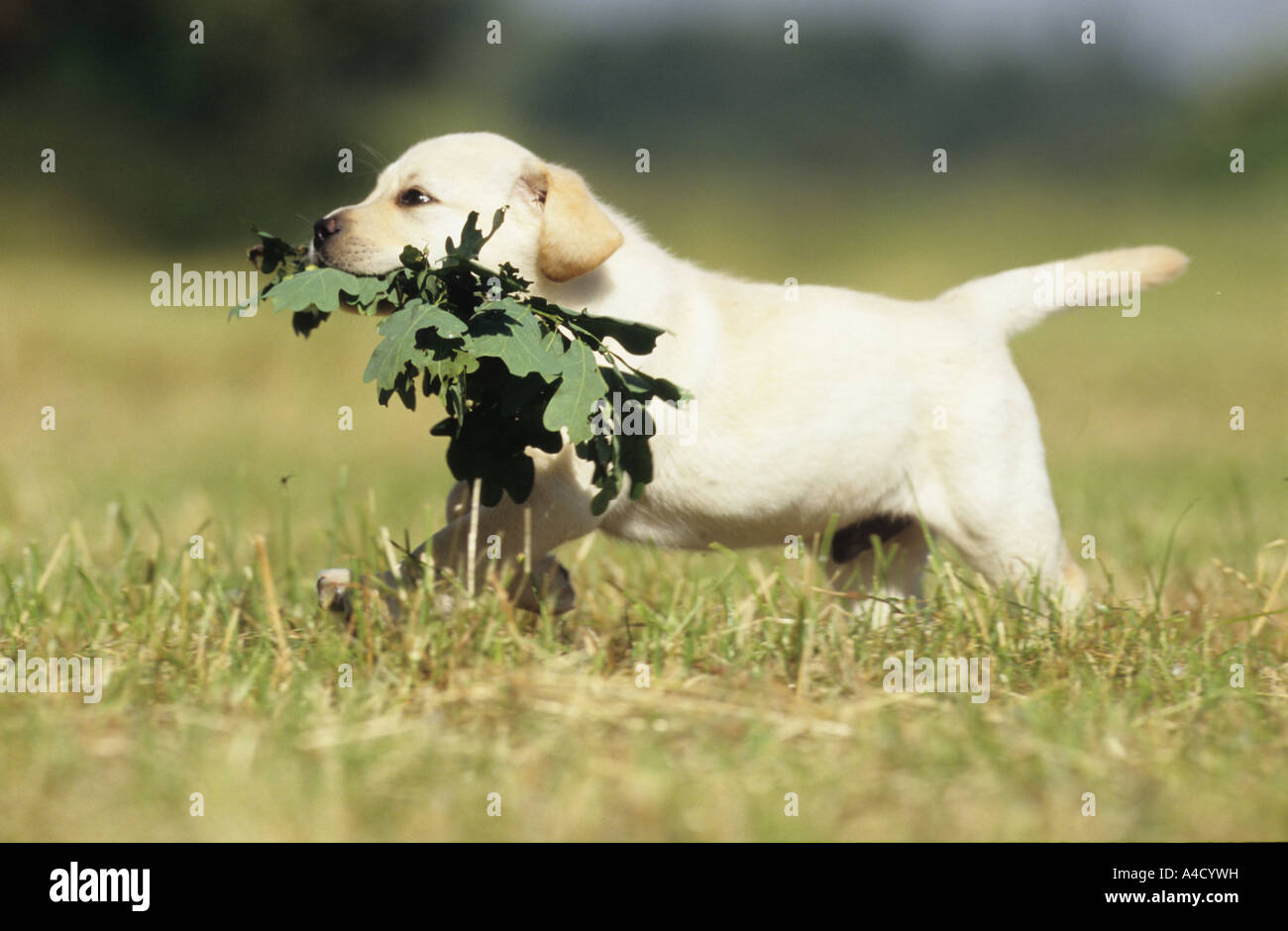 Labrador Retriever (Canis lupus familiaris). Chiot avec un rameau de chêne dans sa bouche. Banque D'Images