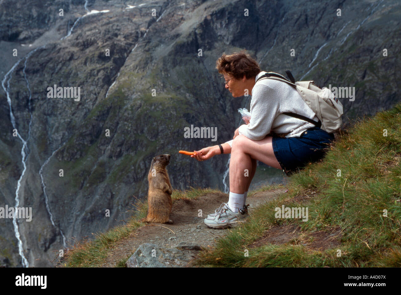 Marmotte des Alpes (Marmota marmota) en tenant une carotte d'une personne. Banque D'Images