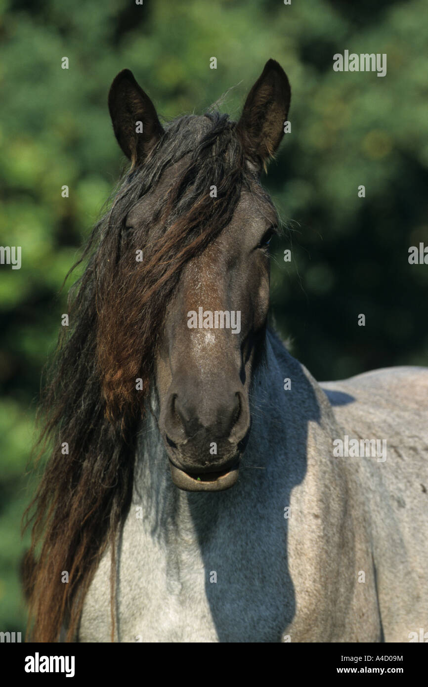 Noriker Cheval (Equus caballus), portrait Banque D'Images