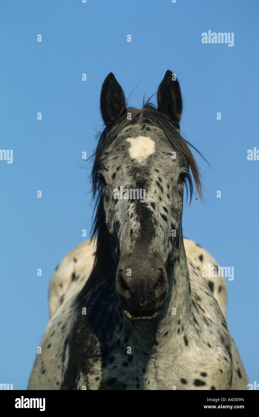 Noriker Cheval (Equus caballus), portrait Banque D'Images