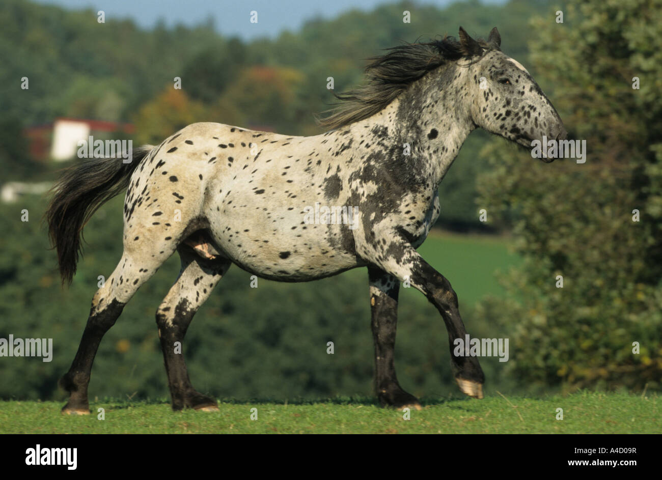 Noriker Cheval (Equus caballus) dans la région de galop. Allemagne, Mai Banque D'Images