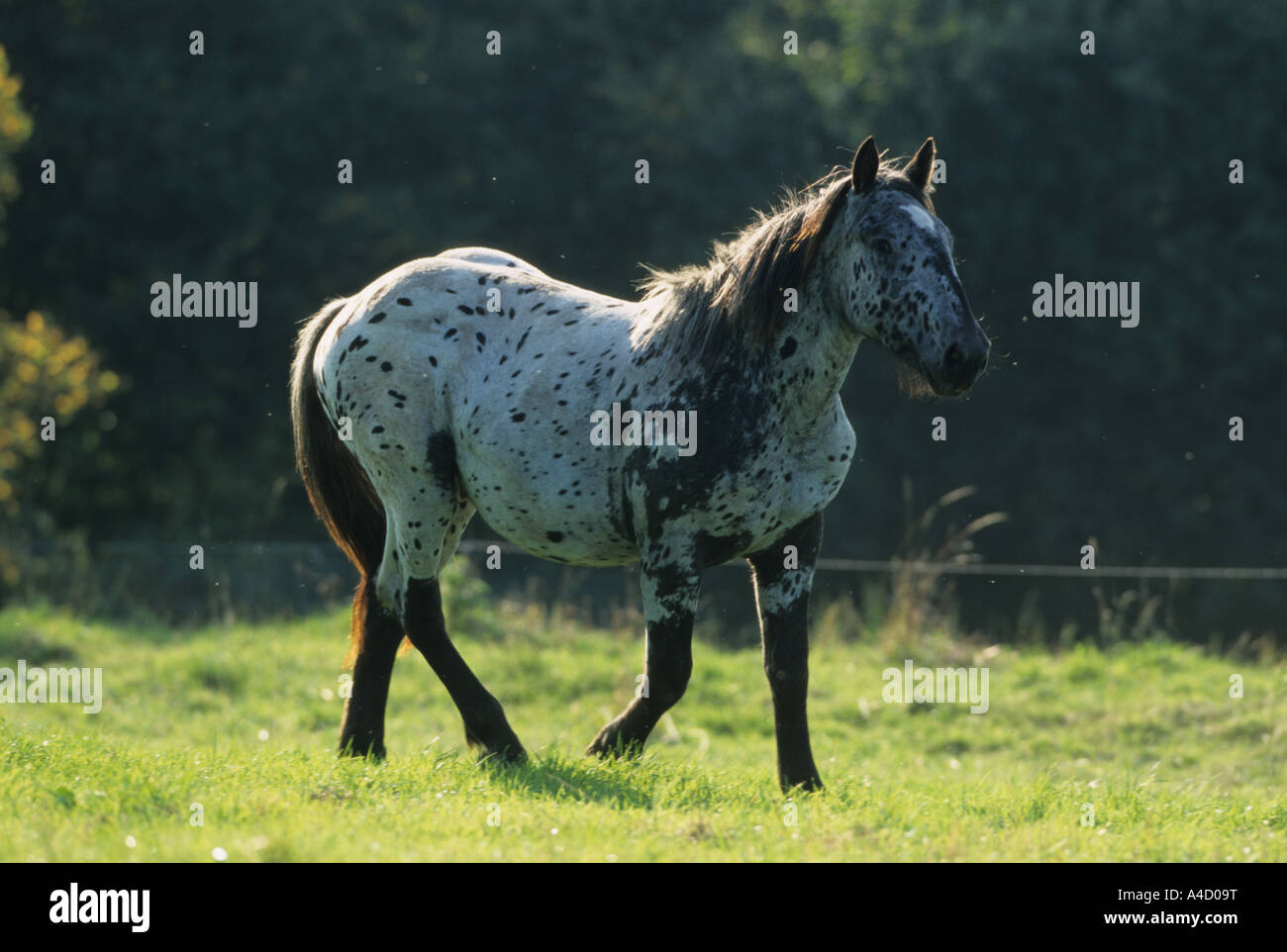 Noriker Cheval (Equus caballus) on meadow in summer Banque D'Images