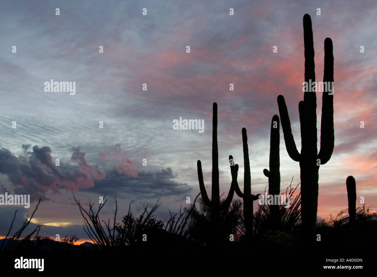 Saguaro géant (Carnegiea gigantea), groupe au coucher du soleil. Banque D'Images