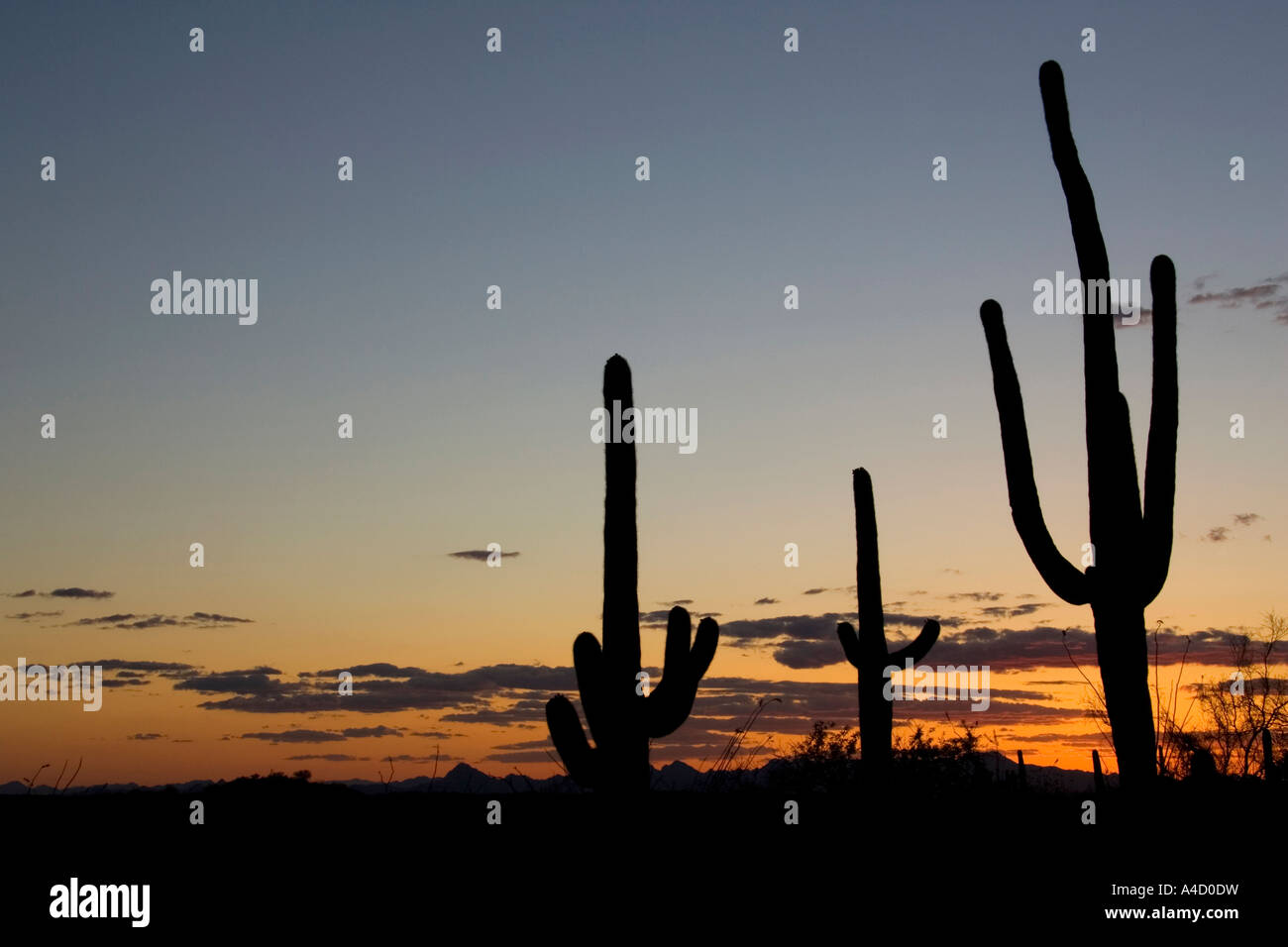 Saguaro géant (Carnegiea gigantea), groupe au coucher du soleil. Banque D'Images