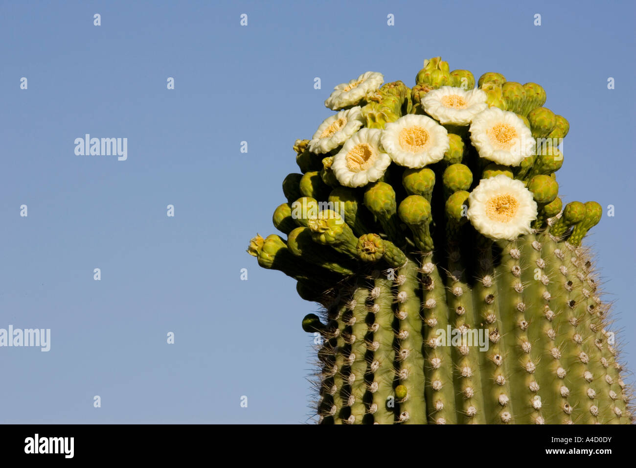 Saguaro géant (Carnegiea gigantea) avec bourgeons et fleurs Banque D'Images