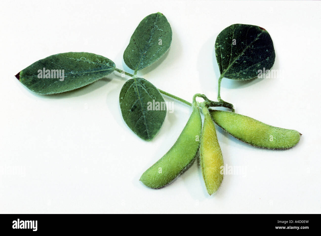 Soja (Glycine max), de feuilles de haricots secs, studio photo Banque D'Images