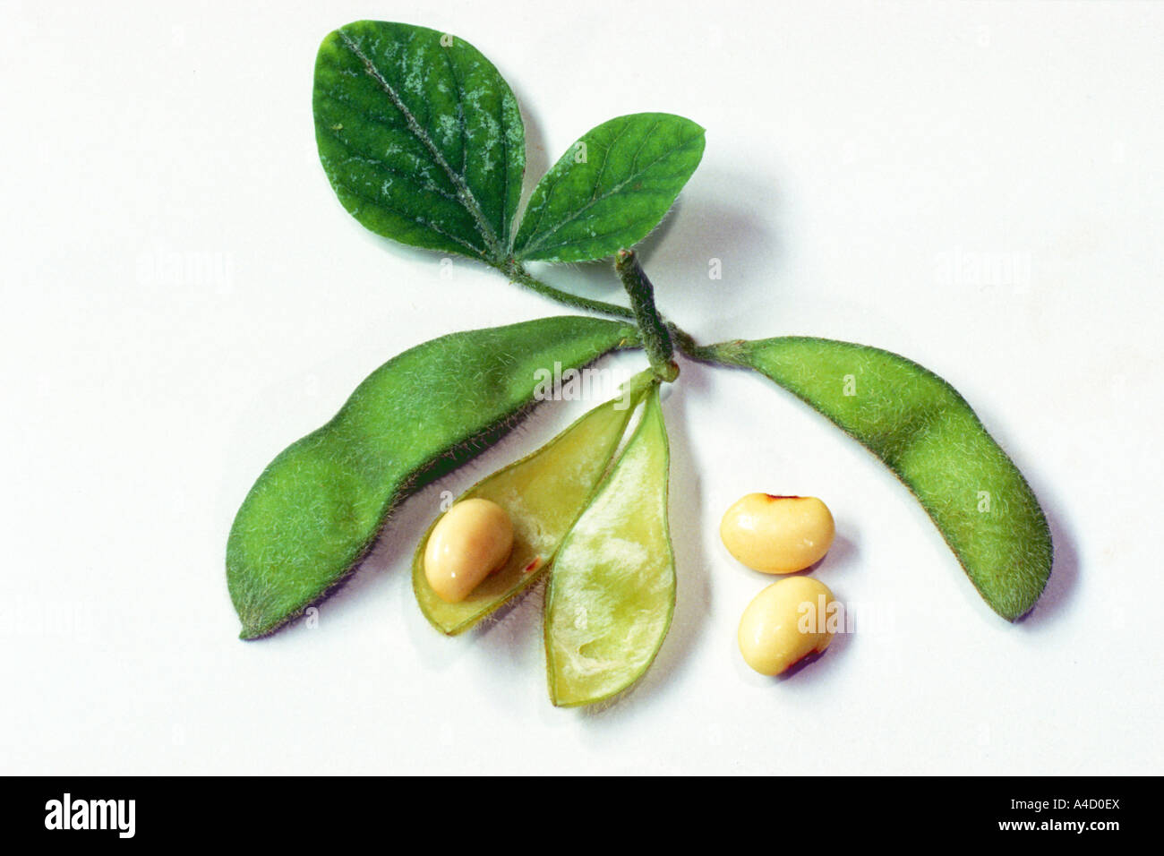 La fève de soja, le soja (Glycine max), tige avec feuilles, non ouvert et ouvert et deux gousses de haricots, studio Banque D'Images