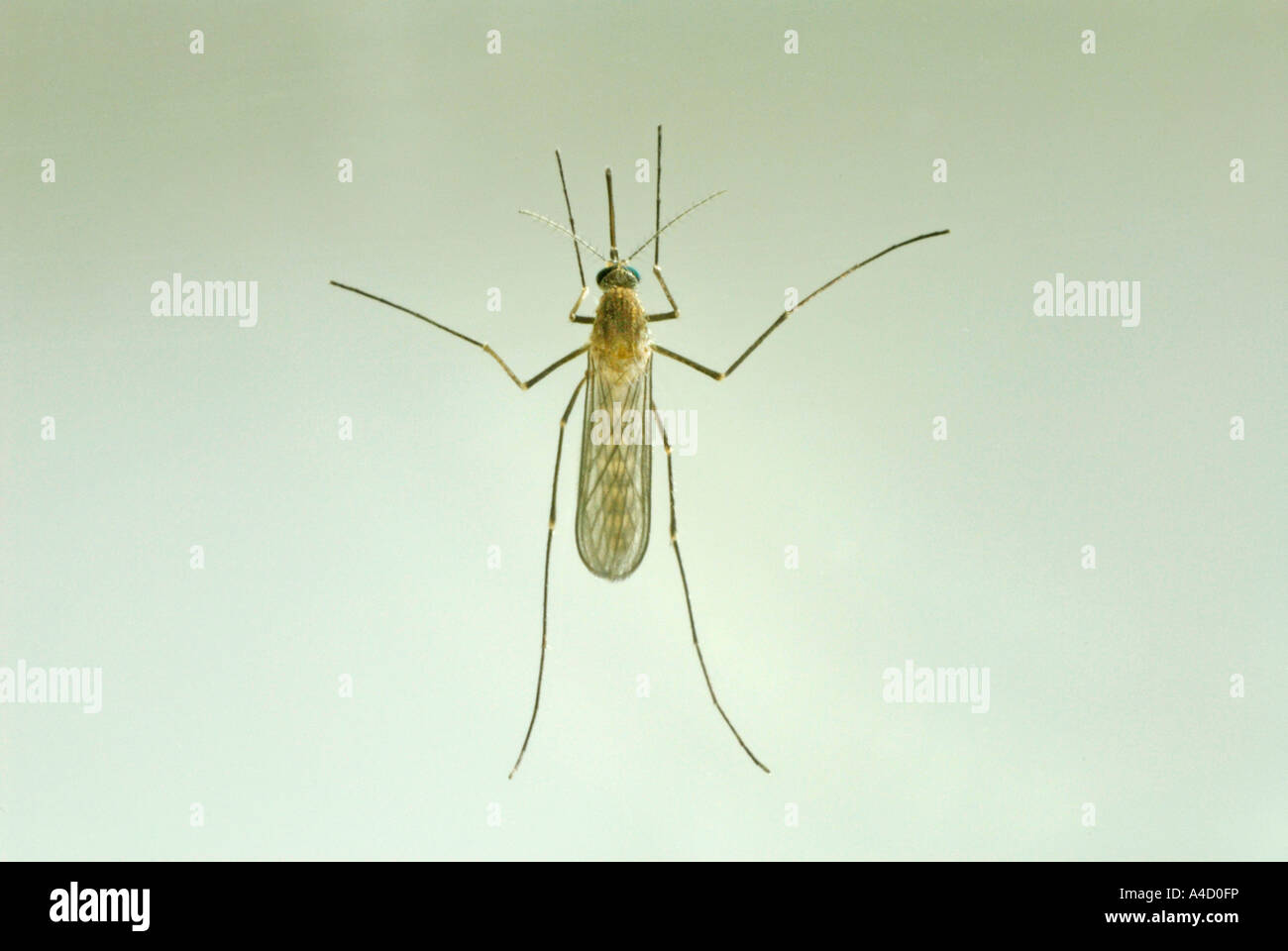 Chambre moustique, maison commune du Nord, moustiques, Gnat Commune Chambre Gnat (Culex pipiens), femme, studio photo Banque D'Images