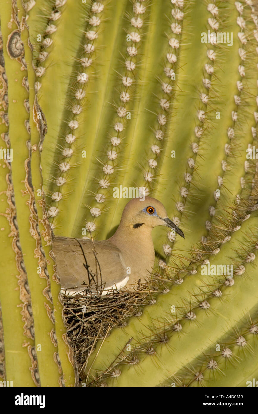 Colombe à ailes blanches (Zenaida asiatica) assis sur le nid qui est bien protégé par les épines d'un cactus géant saguaro Banque D'Images