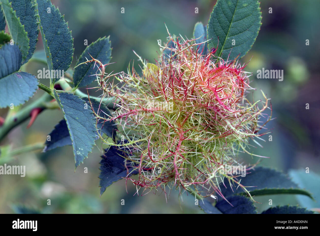 Bedeguar Galle, Robins Pincushion causés par Rose Moussue Gall Wasp Banque D'Images