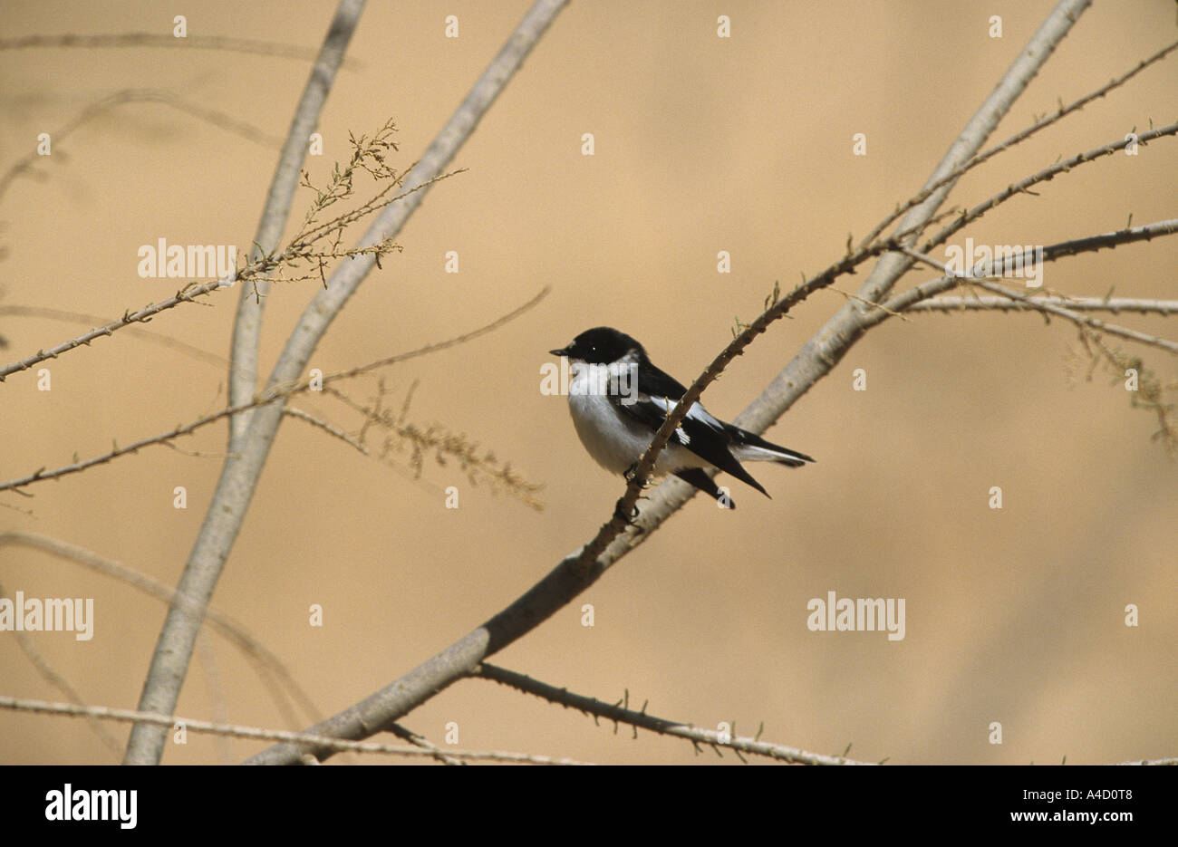 Moucherolle à collier Ficedula semitorquata semi Jordanie Banque D'Images