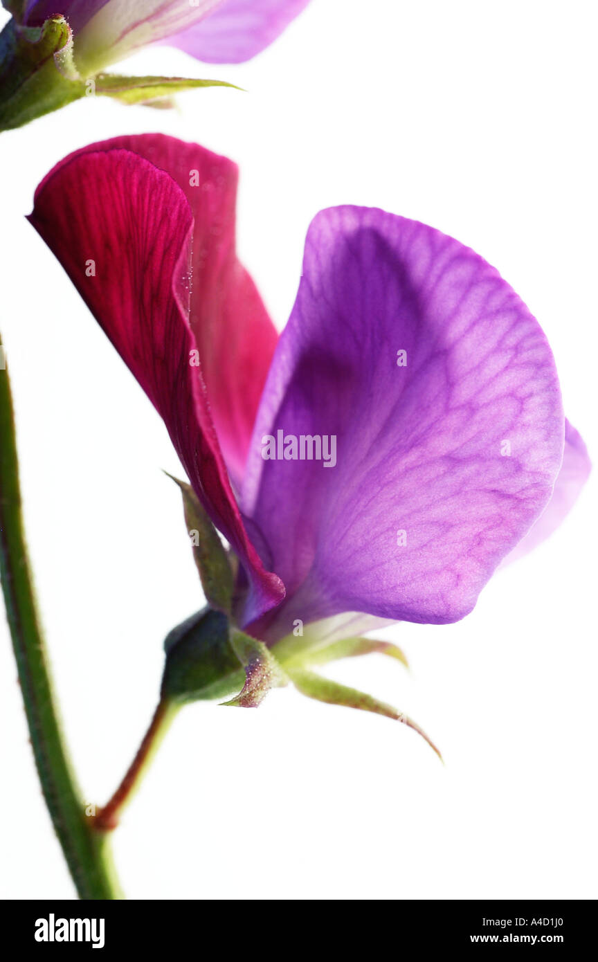 Étude gros plan de fleurs de pois sucré Banque D'Images