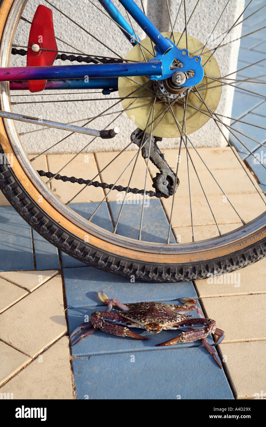 Roue de bicyclette, et Crabe Banque D'Images