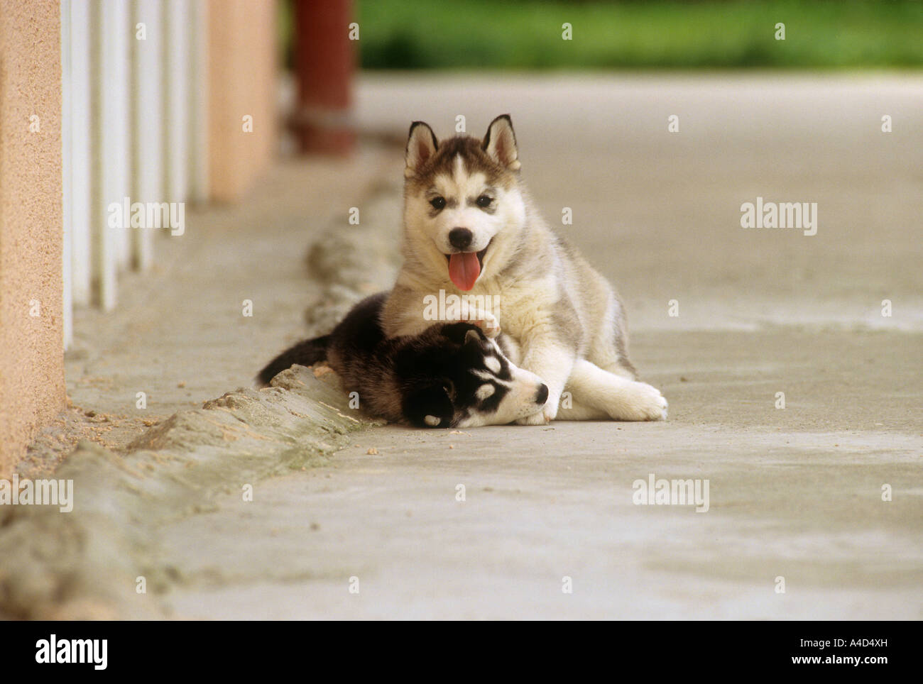 Deux Chiots Husky Lecture Photo Stock Alamy