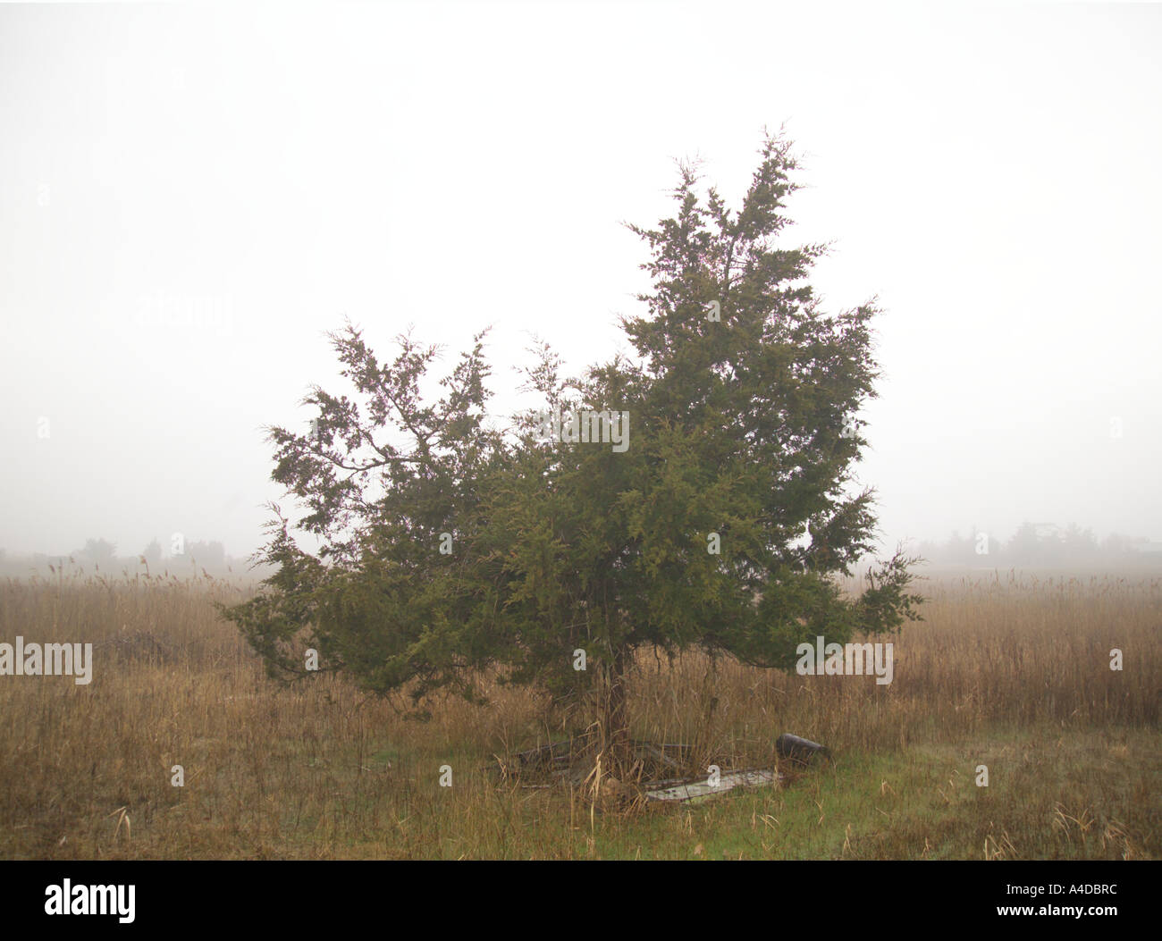 Arbre dans la brume Banque D'Images