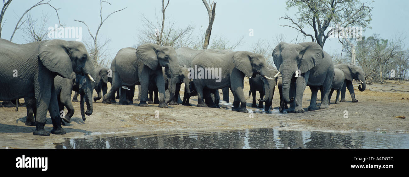 Les éléphants d'Afrique, Loxodonta africana, boire à un trou d'eau en saison sèche, Savuti, au Botswana. Banque D'Images