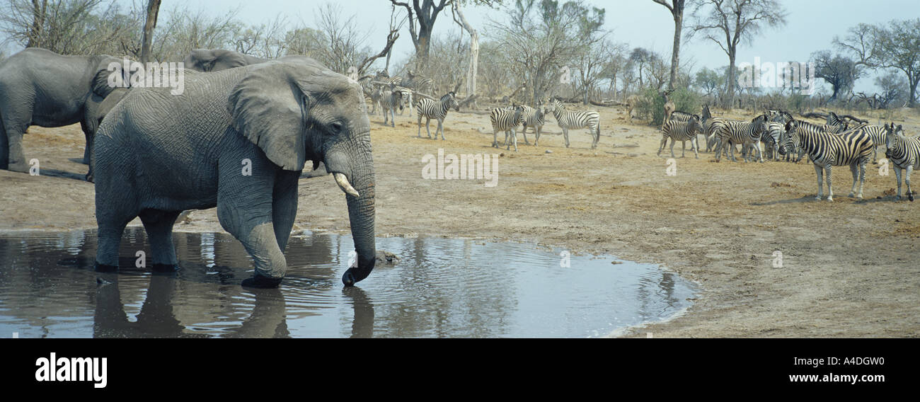 Les éléphants d'Afrique, Loxodonta africana, boire à un trou d'eau en saison sèche, Savuti, Botswana avec zebra attendaient leur tour. Banque D'Images