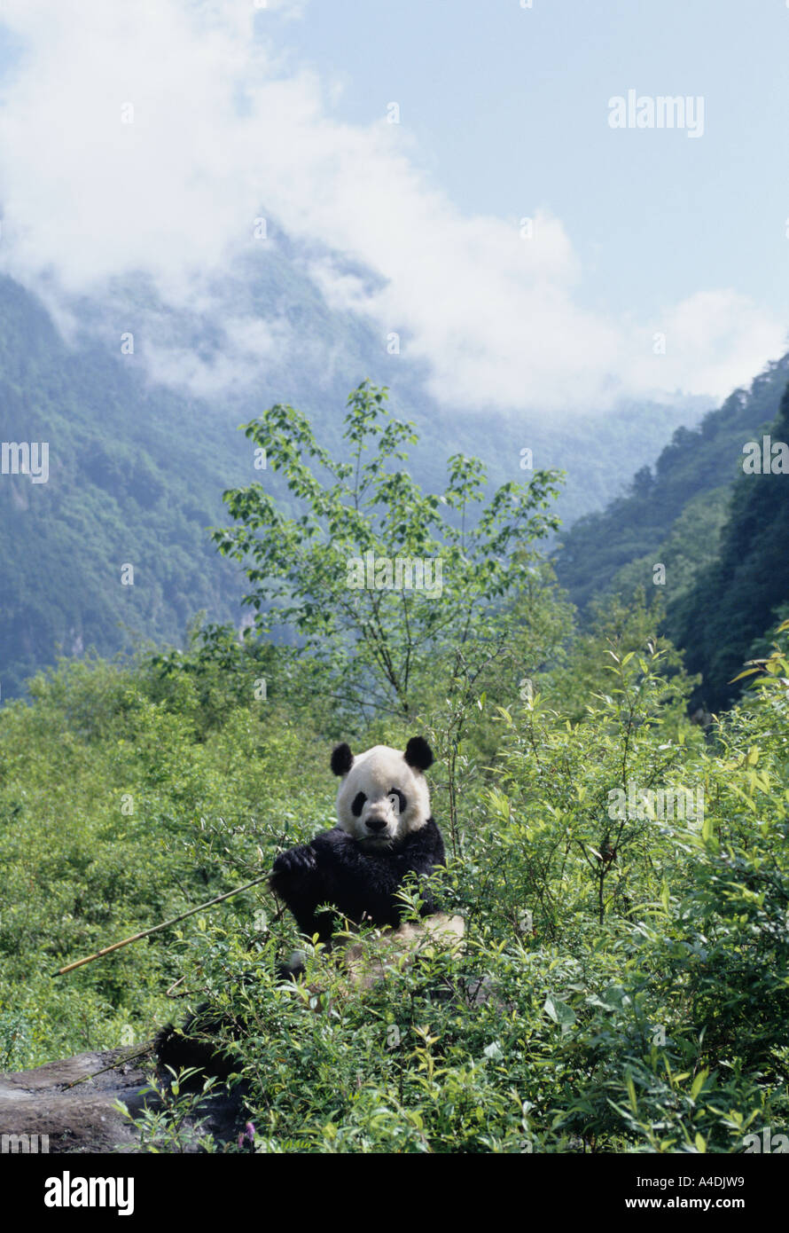 Le panda géant, Ailuropoda melanoleuca, se nourrissant de bambou dans l'habitat de montagne, Daliang, Sichuan, Chine Banque D'Images