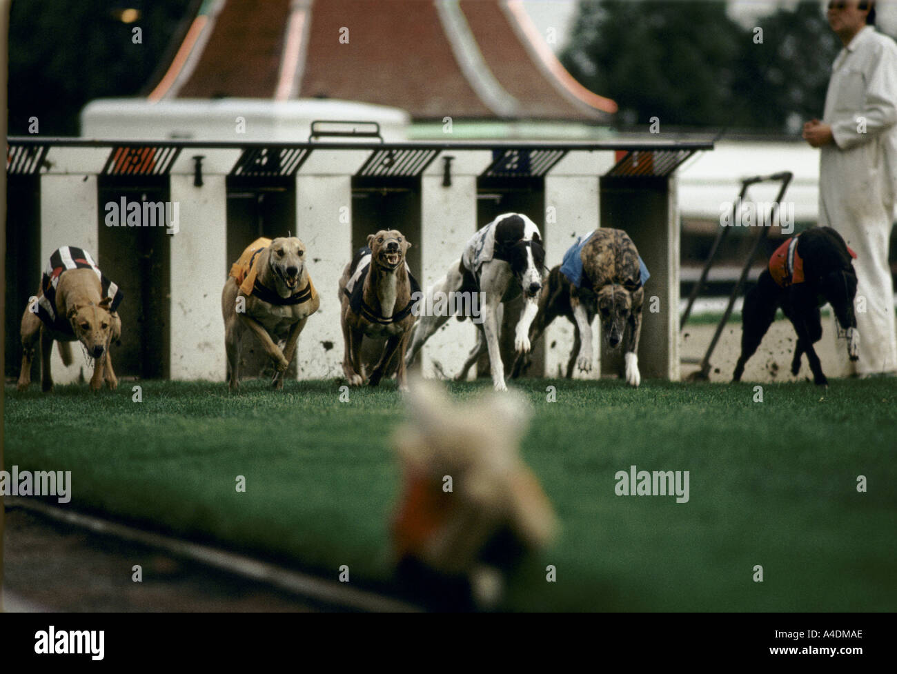 Les chiens Greyhound pause des pièges, courses de lévriers, Walthamstow Stadium, Londres Banque D'Images