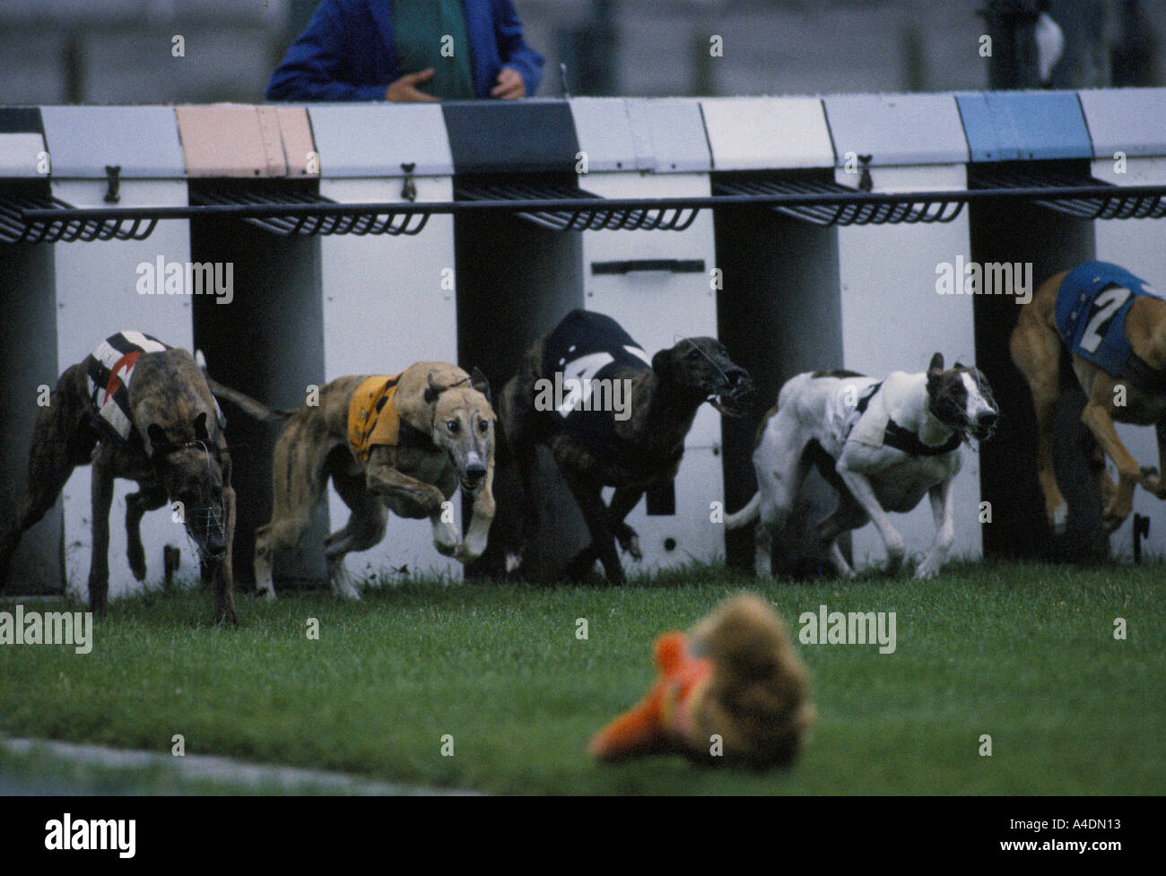 Les courses de chiens à Walthamstow Stadium Banque D'Images