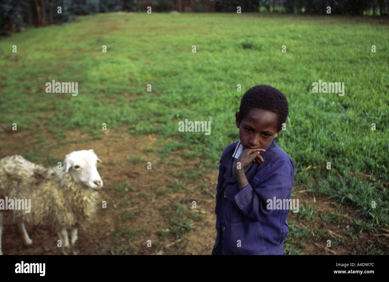 Un garçon éthiopien et un mouton dans un champ de cultures dans le village de Merket qui a beaucoup souffert de la famine de 1984 Banque D'Images