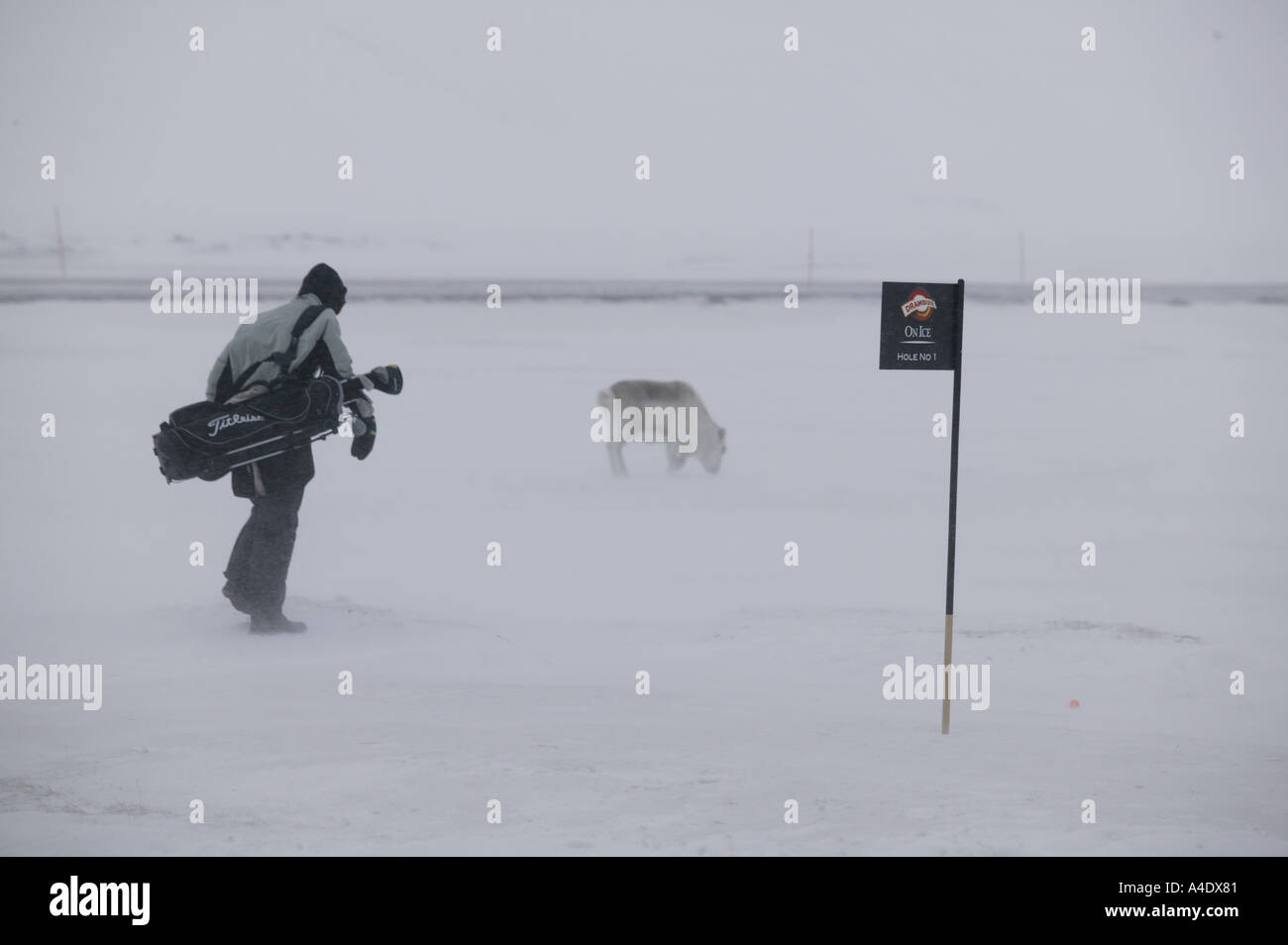 John Wells - concurrent britannique - et un renne au championnat de golf de glace 2004 Drambuie à Svalbard, Norvège. Banque D'Images