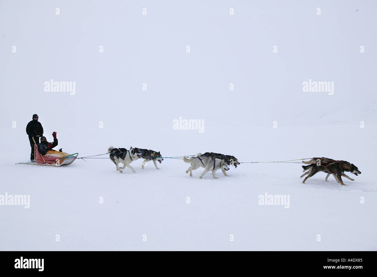 Deux chiens de traîneaux à Svalbard, Norvège. Banque D'Images