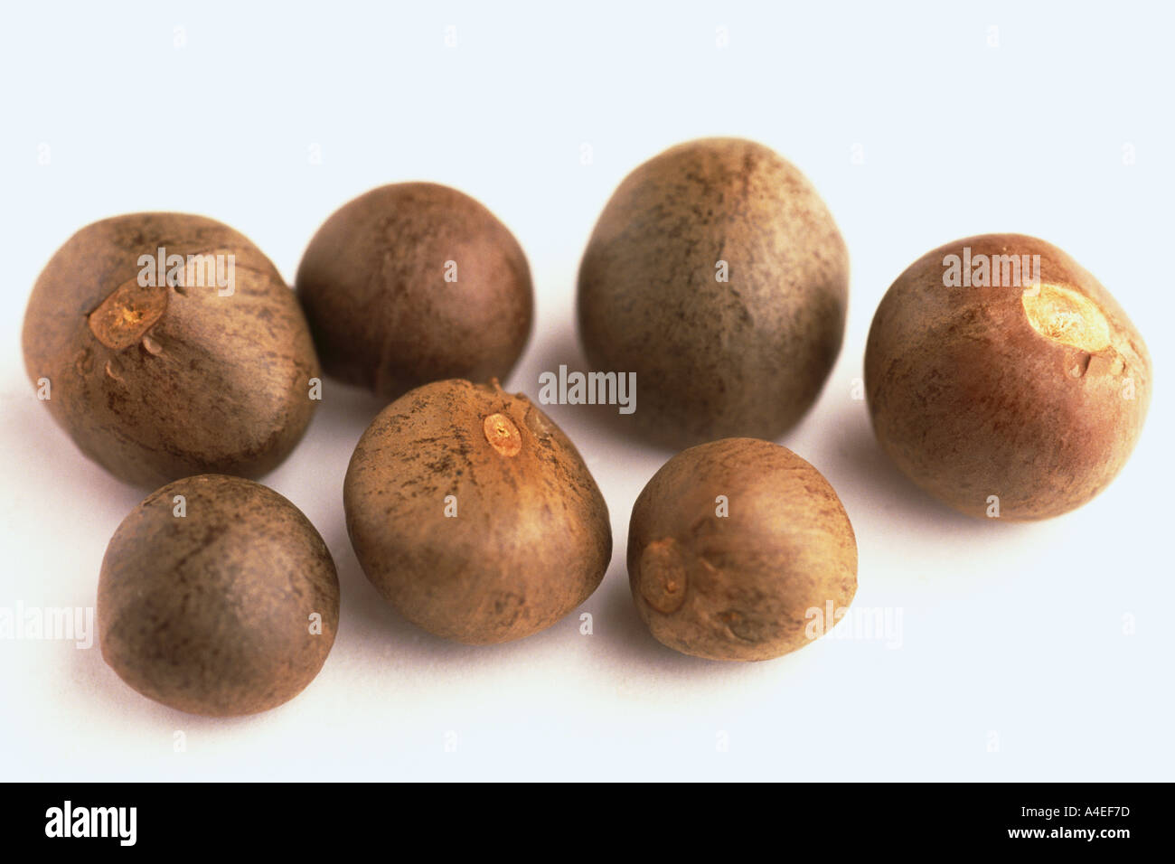 Semences de plantes médicinales de l'teaplant oilfruit camelia sinensis Banque D'Images