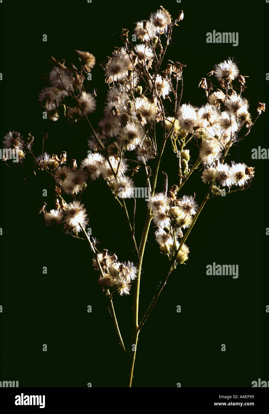 Les semences des plantes crucifères tussilage crucifer Banque D'Images