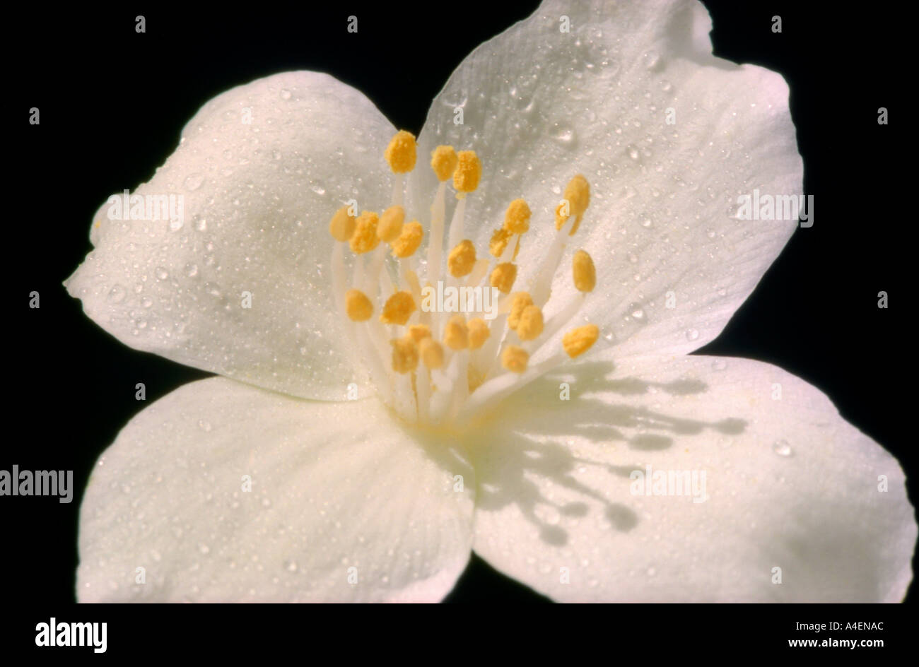 Sunlit unique fleur blanche. Banque D'Images