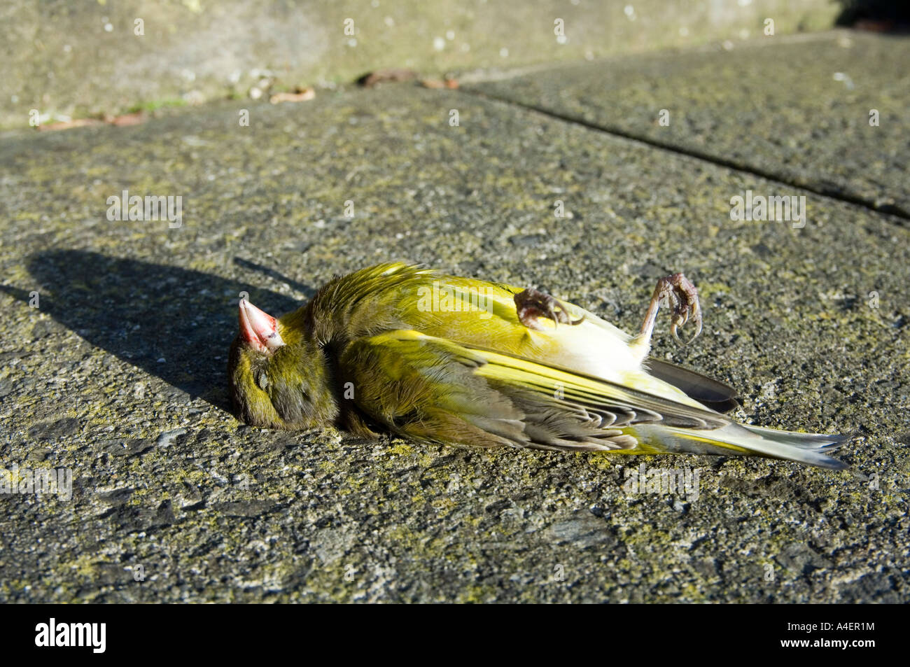 Un oiseau mort, avoir volé verdier dans une fenêtre Banque D'Images