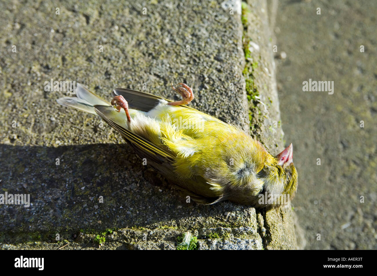 Un oiseau mort, avoir volé verdier dans une fenêtre Banque D'Images