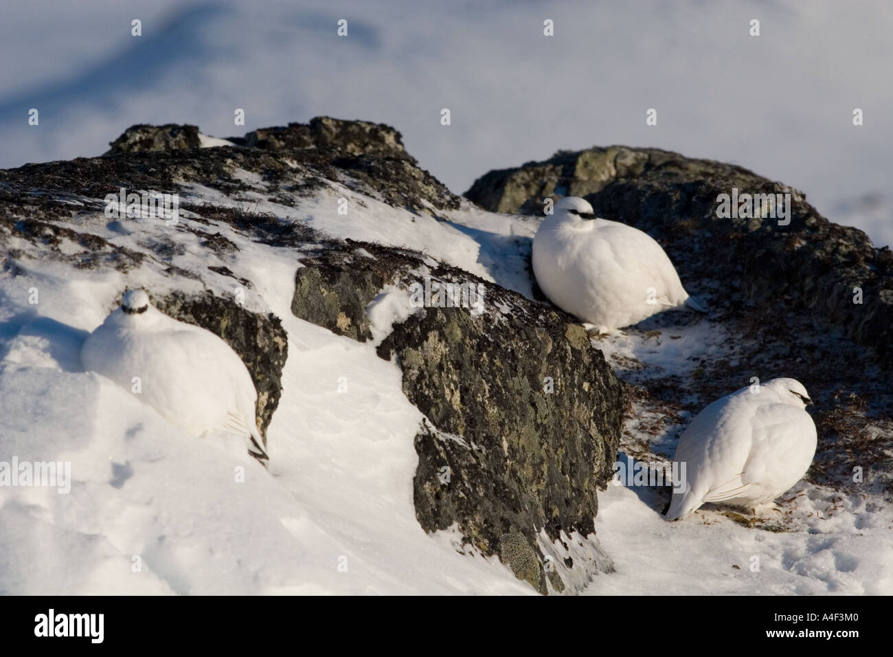 Alaska thompson pass le lagopède alpin en plumage d'hiver janvier Banque D'Images